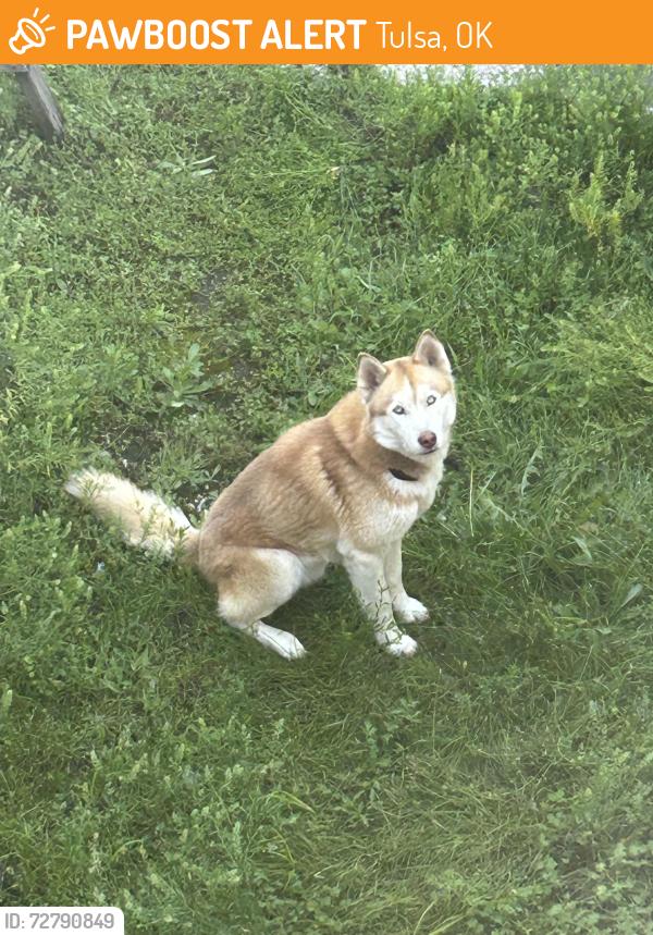 Found/Stray Male Dog last seen Admiral and mingo, Tulsa, OK 74115