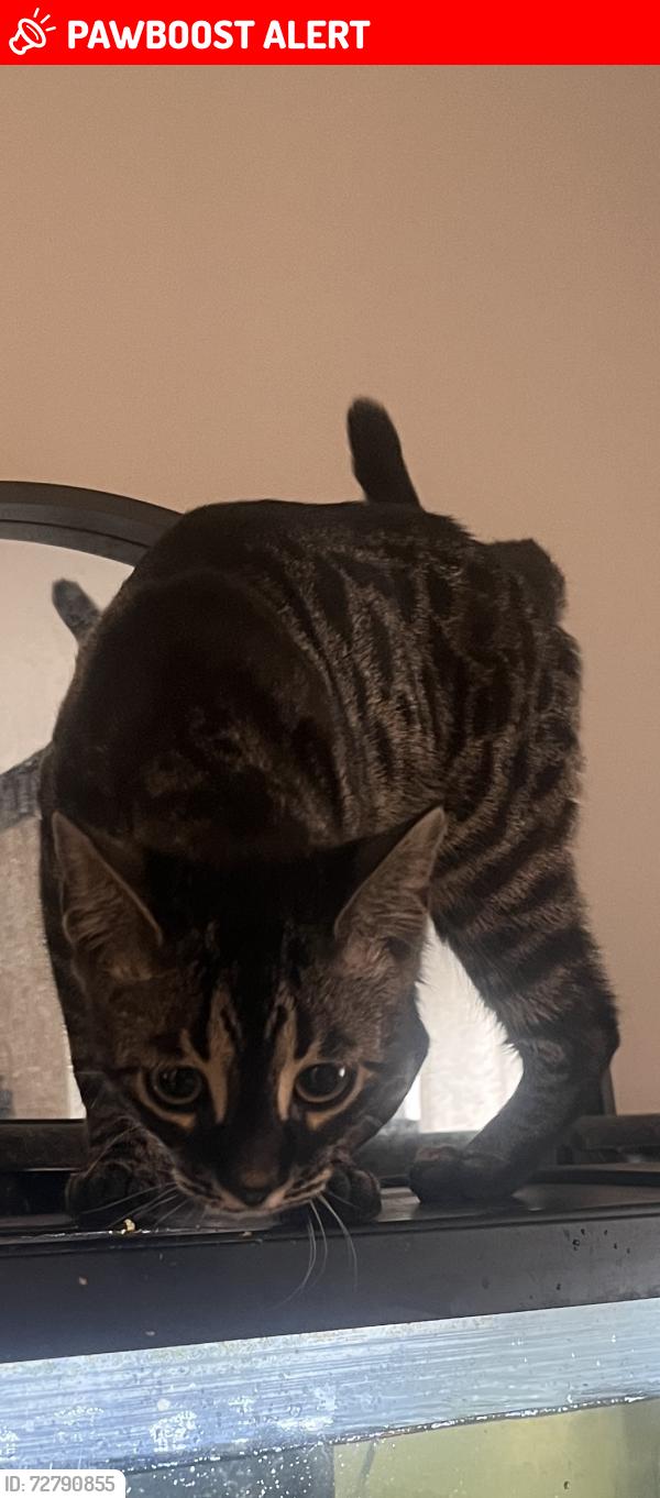 Lost Male Cat last seen 23 Mile and Romeo Plank, Macomb Township, MI 48044
