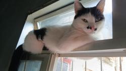 Lost Female Cat last seen Perto da fábrica de gelo, Bom Pastor, RJ 26110-370