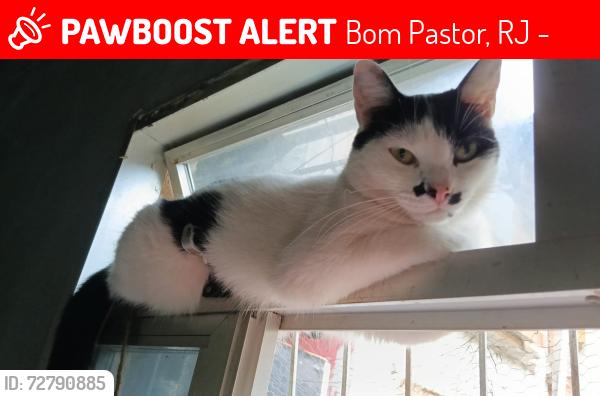 Lost Female Cat last seen Perto da fábrica de gelo, Bom Pastor, RJ 26110-370
