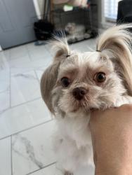 Lost Female Dog last seen Vaile and Jamestown Road, Greater London, England NW1
