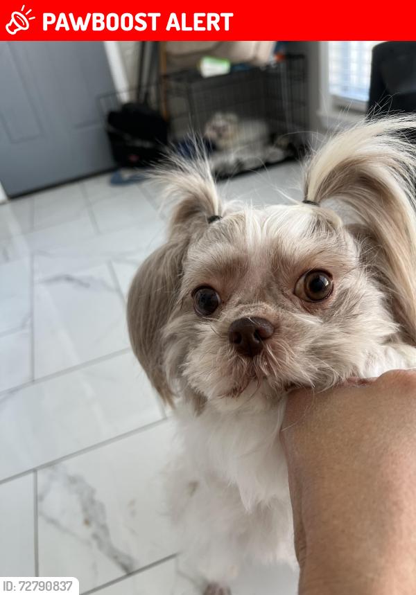 Lost Female Dog last seen Vaile and Jamestown Road, Greater London, England NW1