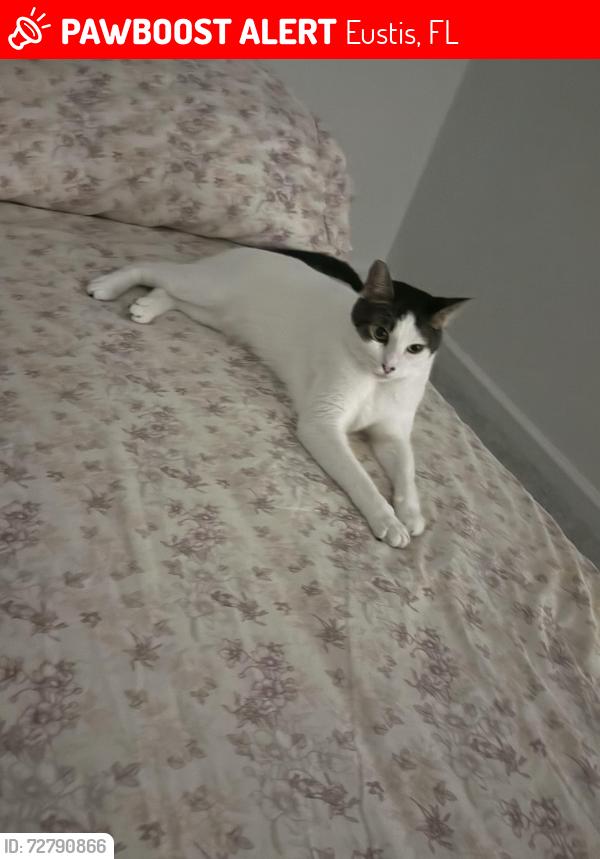 Lost Male Cat last seen Near Wild Horse Way, Eustis, FL 32726, Pine Lakes, FL 32736
