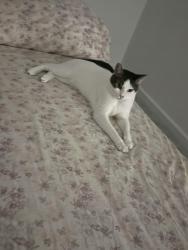 Lost Male Cat last seen Near Wild Horse Way, Eustis, FL 32726, Pine Lakes, FL 32736
