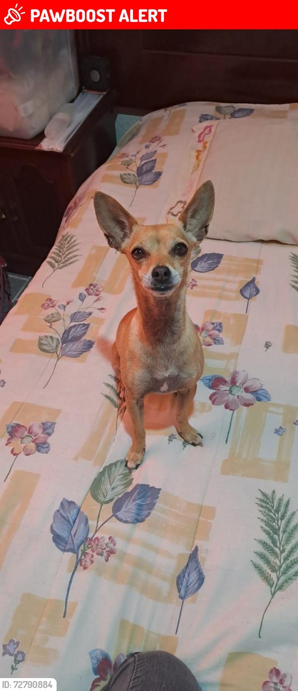 Lost Female Dog last seen Calle chalchicomula, en dirección a av. Las torres , Heroica Puebla de Zaragoza, Pue. 72470