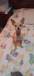 Lost Female Dog last seen Calle chalchicomula, en dirección a av. Las torres , Heroica Puebla de Zaragoza, Pue. 72470