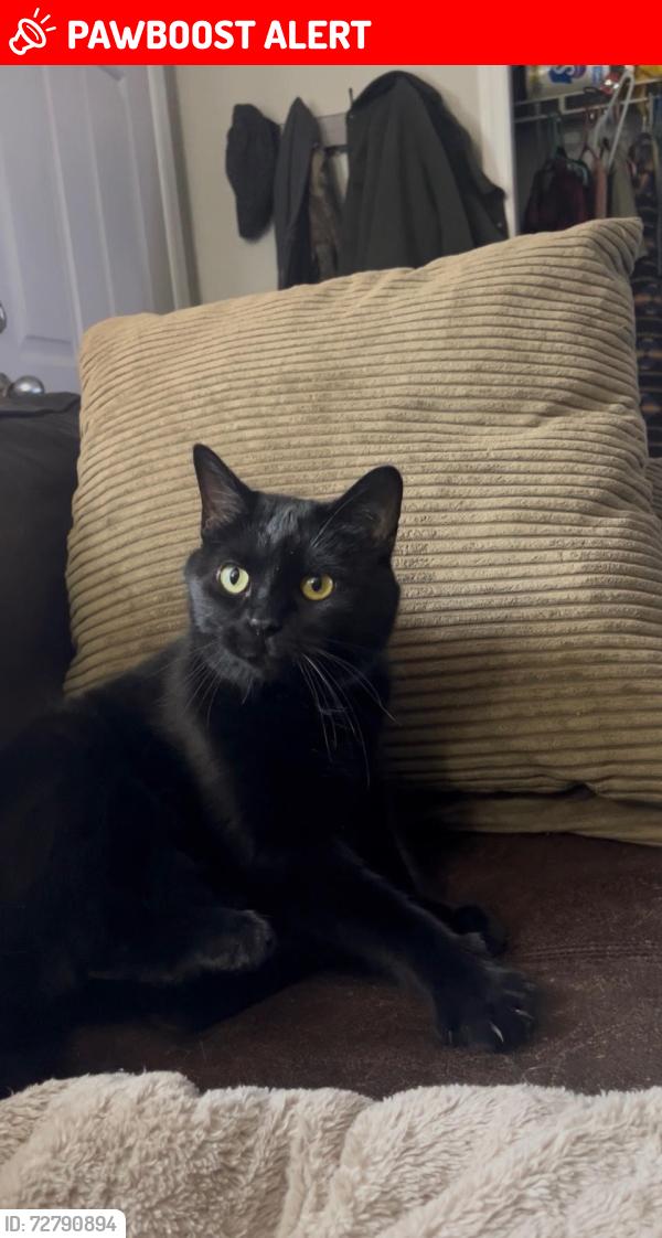 Lost Male Cat last seen Off of West Sunbury Rd/308., Center Township, PA 16001