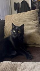 Lost Male Cat last seen Off of West Sunbury Rd/308., Center Township, PA 16001