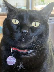 Lost Male Cat last seen Six Mile & Chatham, Detroit, MI 48219