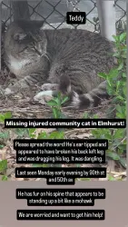 Lost Male Cat last seen 50th ave, Queens, NY 11373