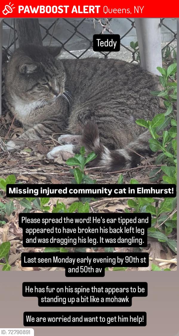 Lost Male Cat last seen 50th ave, Queens, NY 11373