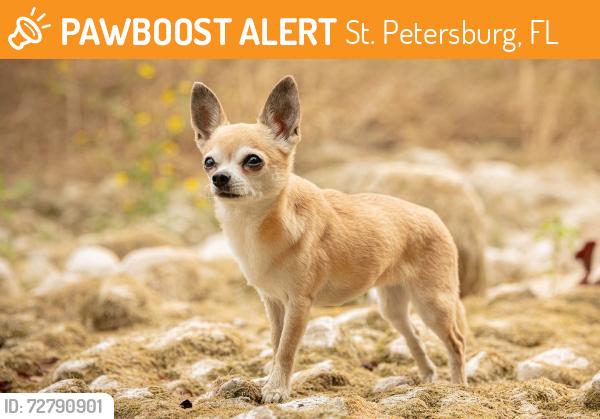 Found/Stray Unknown Dog last seen 13th ave 24th street, St. Petersburg, FL 33713