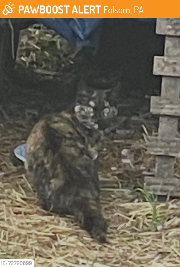 Found/Stray Female Cat last seen Reese St -Buchanan Ave, Folsom, PA 19033
