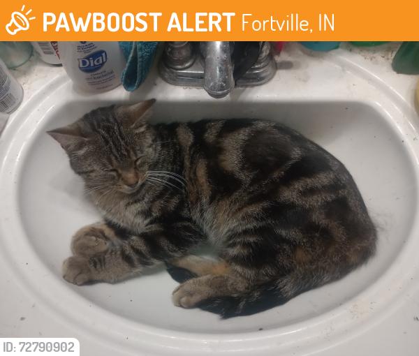 Found/Stray Female Cat last seen Near West, Fortville, IN 46040