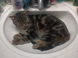 Found/Stray Female Cat last seen Near West, Fortville, IN 46040