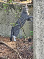 Lost Female Cat last seen Scenic view lane and Highpoint , Hellertown, PA 18055