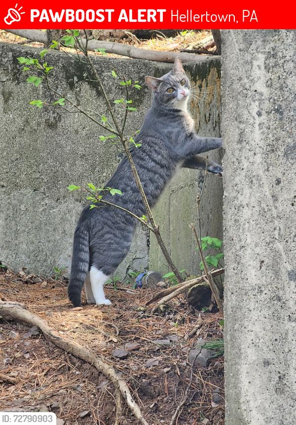 Lost Female Cat last seen Scenic view lane and Highpoint , Hellertown, PA 18055