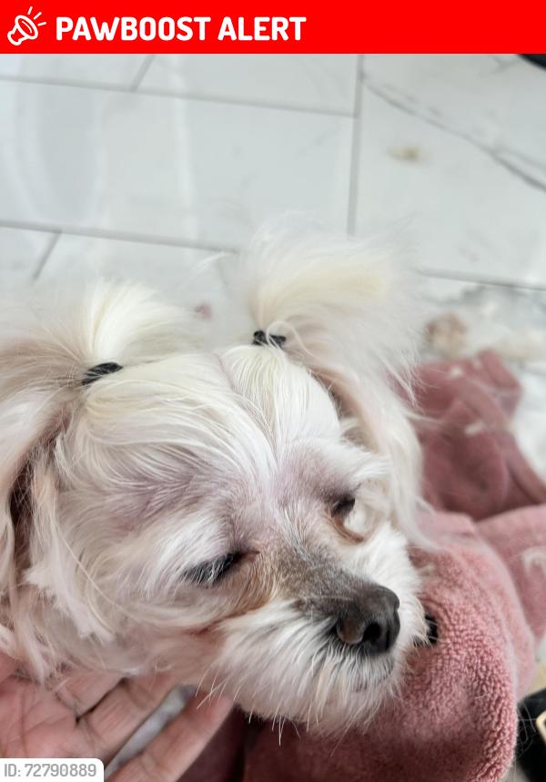 Lost Female Dog last seen Vaile and Jamestown Road, Greater London, England NW1