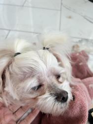 Lost Female Dog last seen Vaile and Jamestown Road, Greater London, England NW1