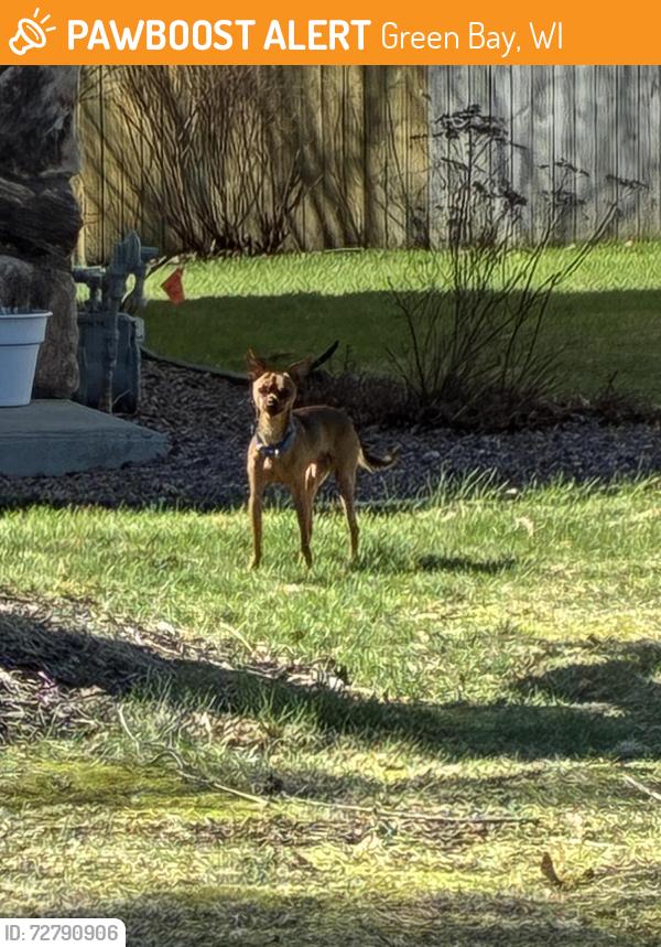 Found/Stray Unknown Dog last seen Kingdom Hall of Jehovah’s Witnesses, Green Bay, WI 54313