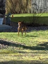 Found/Stray Unknown Dog last seen Kingdom Hall of Jehovah’s Witnesses, Green Bay, WI 54313