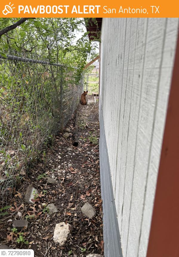 Found/Stray Female Dog last seen Mertz and Millwood ln , San Antonio, TX 78216