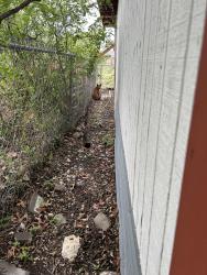 Found/Stray Female Dog last seen Mertz and Millwood ln , San Antonio, TX 78216