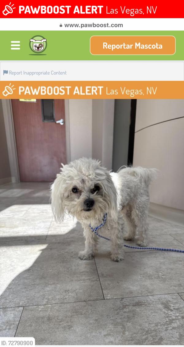 Lost Male Dog last seen Owes y lamb , Las Vegas, NV 89110