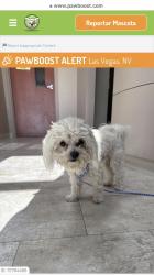 Lost Male Dog last seen Owes y lamb , Las Vegas, NV 89110