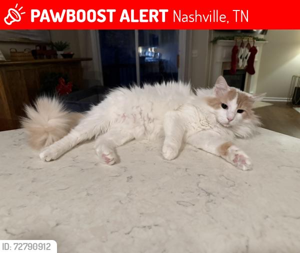 Lost Female Cat last seen Woodland Pointe subdivision, Nashville, TN 37214