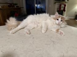 Lost Female Cat last seen Woodland Pointe subdivision , Nashville, TN 37214