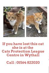 Found/Stray Female Cat last seen Woodthorpe Road , West Midlands, England B14 6EH
