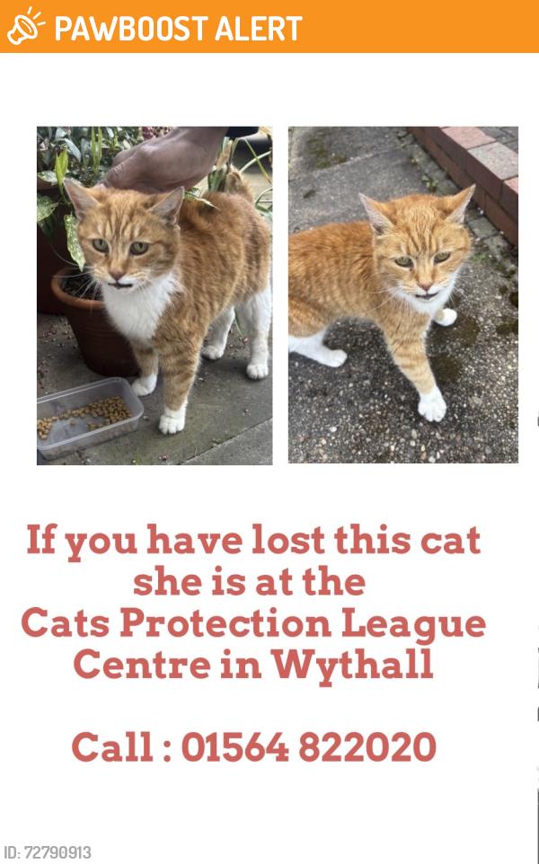 Found/Stray Female Cat last seen Woodthorpe Road , West Midlands, England B14 6EH