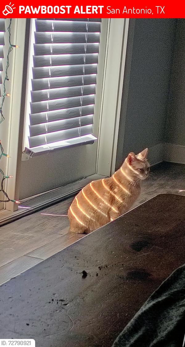 Lost Female Cat last seen Nova apt  Vance jackson and utsa, San Antonio, TX 78249