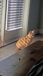 Lost Female Cat last seen Nova apt  Vance jackson and utsa, San Antonio, TX 78249
