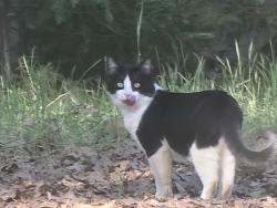 Found/Stray Unknown Cat last seen Ponderosa and Sugar Pine, Pine Grove, CA 95665
