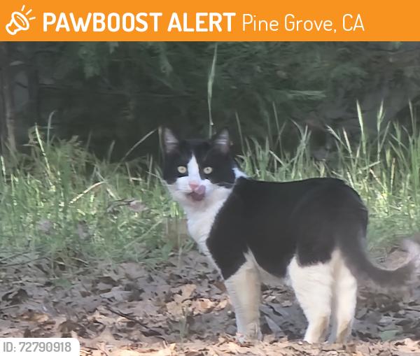 Found/Stray Unknown Cat last seen Ponderosa and Sugar Pine, Pine Grove, CA 95665