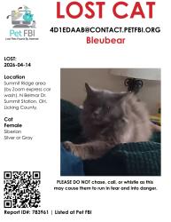 Lost Female Cat last seen E. Broad, near Zoom ar Wash, and O'reillys, Reynoldsburg, OH 43068