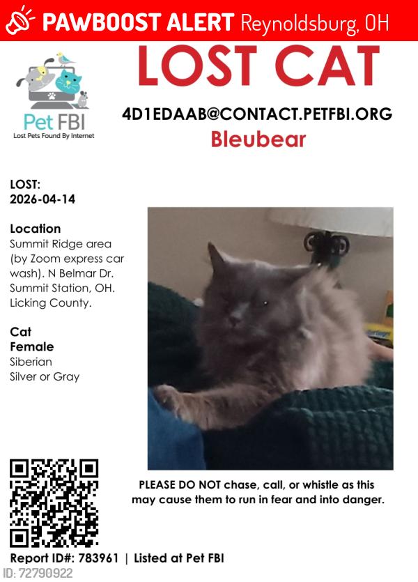 Lost Female Cat last seen E. Broad, near Zoom ar Wash, and O'reillys, Reynoldsburg, OH 43068