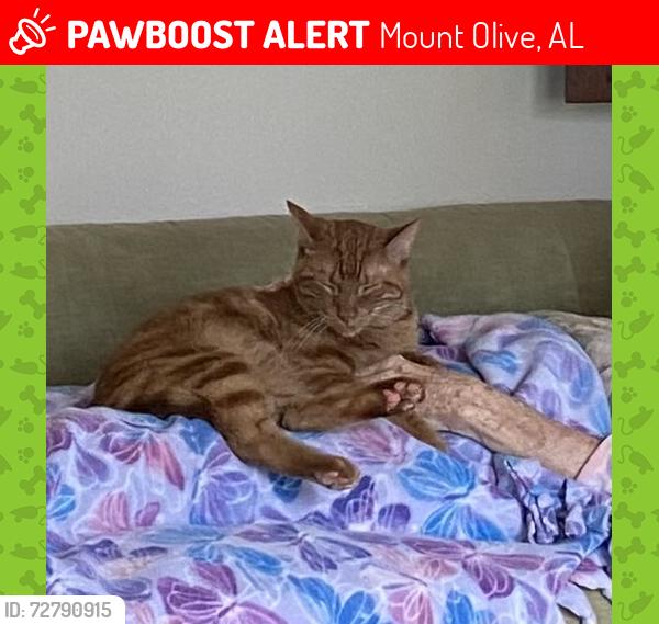Lost Male Cat last seen Mt Olive Rd, Mount Olive, AL 35117