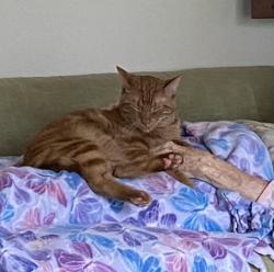 Lost Male Cat last seen Mt Olive Rd, Mount Olive, AL 35117