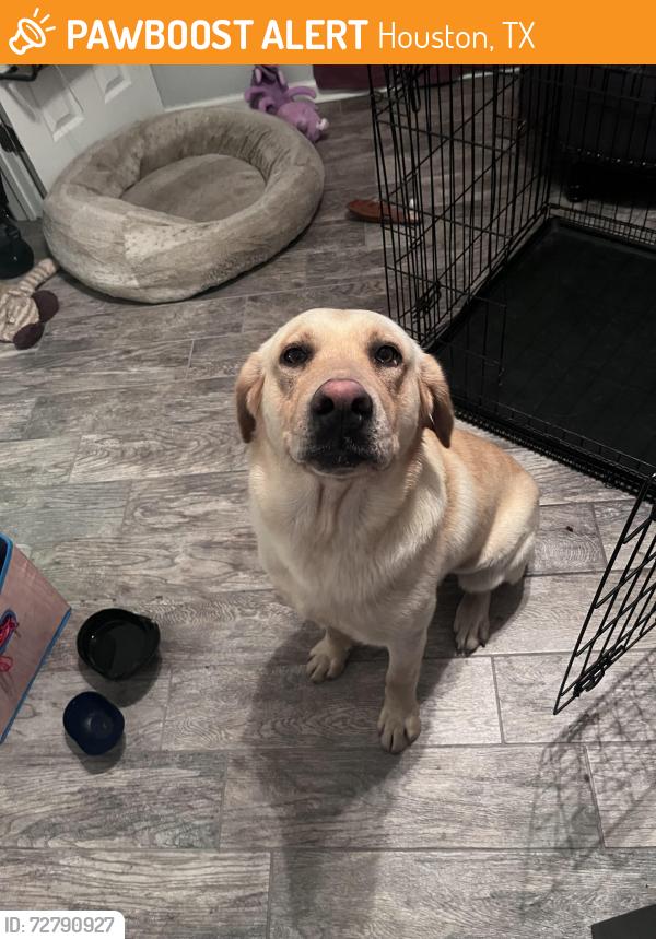 Found/Stray Male Dog last seen Covered bridge cndmniums, Houston, TX 77092