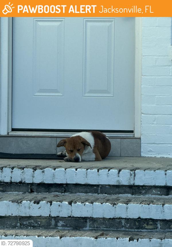 Found/Stray Unknown Dog last seen Atlantic blvd and Spring Park, Jacksonville, FL 32207