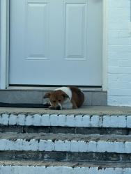 Found/Stray Unknown Dog last seen Atlantic blvd and Spring Park, Jacksonville, FL 32207