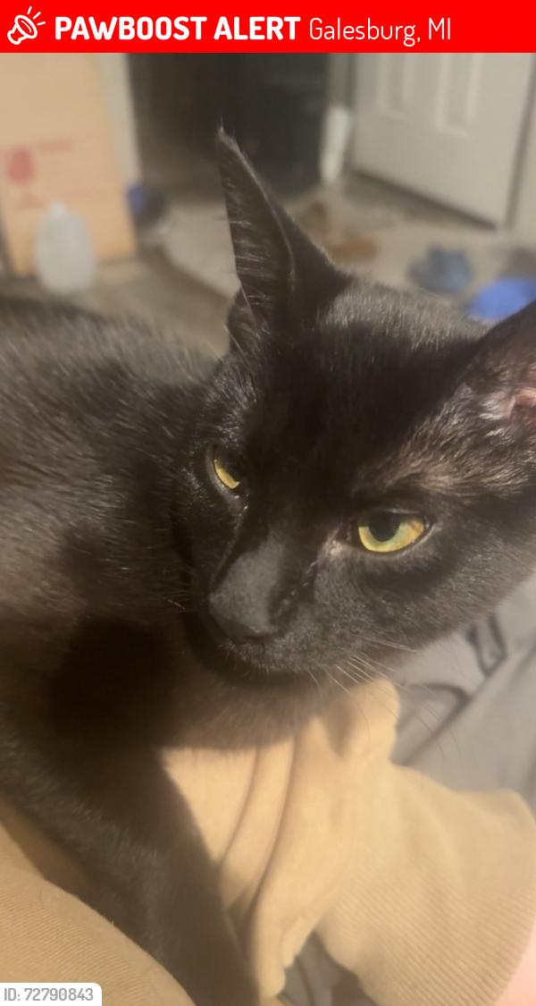 Lost Male Cat last seen 30th st, Galesburg, MI 49053