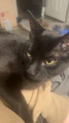 Lost Male Cat last seen 30th st, Galesburg, MI 49053