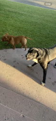 Found/Stray Male Dog last seen Terrace way, Bakersfield, CA 93304