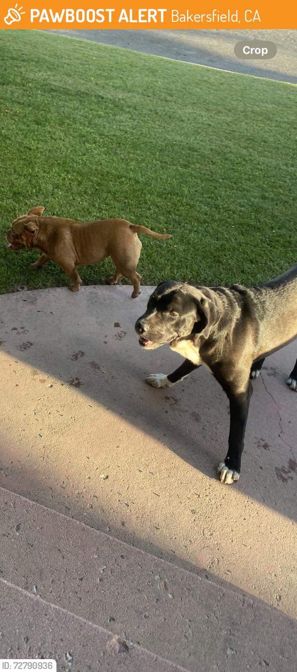 Found/Stray Male Dog last seen Terrace way, Bakersfield, CA 93304