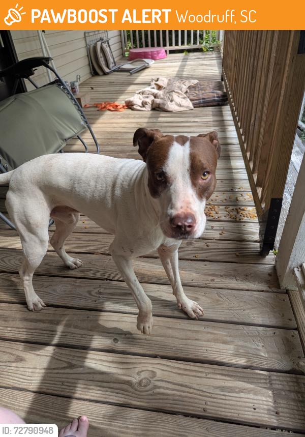 Found/Stray Male Dog last seen Snow Mill Dr and Pleasant Cove, Woodruff, SC 29388
