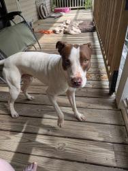 Found/Stray Male Dog last seen Snow Mill Dr and Pleasant Cove, Woodruff, SC 29388